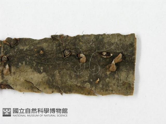 登錄號:F0011571藏品圖，第5張