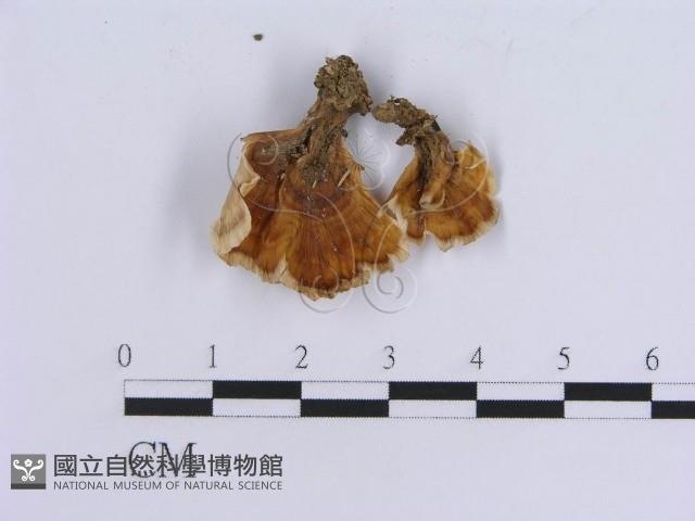 登錄號:F0018864藏品圖，第5張