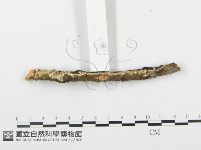 登錄號:F0014864藏品圖，第5張