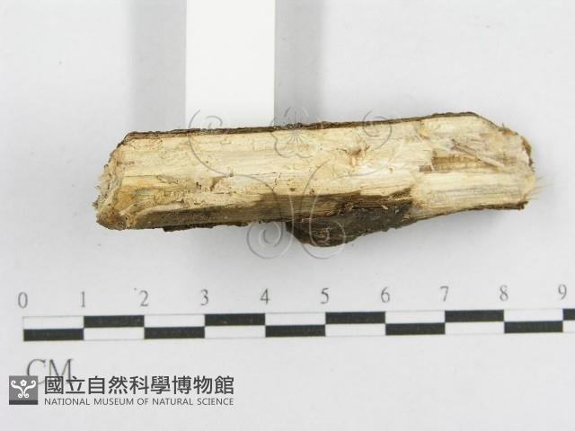 登錄號:F0014964藏品圖，第5張