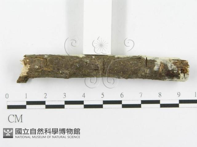 剛毛絲皮菌藏品圖，第5張