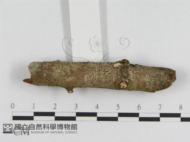 登錄號:F0010464藏品圖，第5張