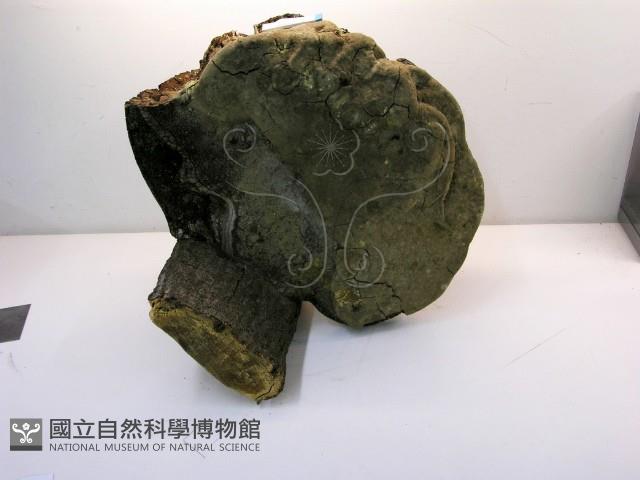 金邊纖孔菌藏品圖，第5張
