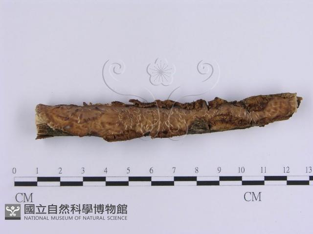 韌革菌屬藏品圖，第5張
