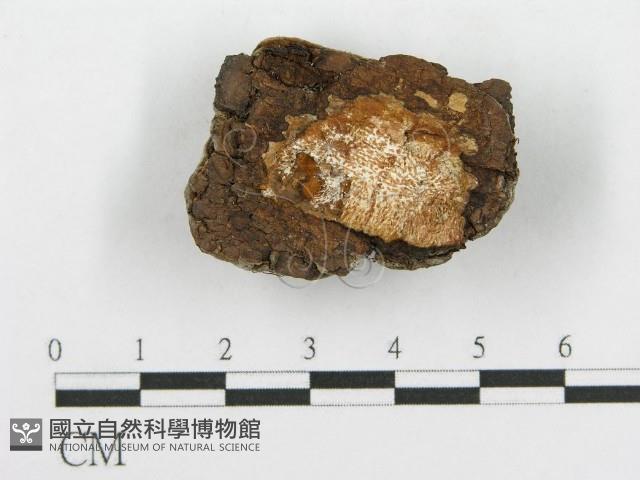 登錄號:F0017564藏品圖，第5張
