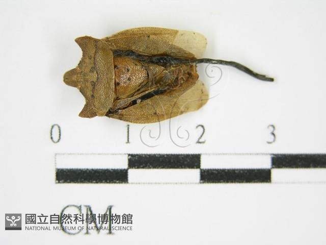 絲皮菌屬藏品圖，第5張