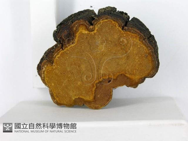 登錄號:F0014164藏品圖，第5張