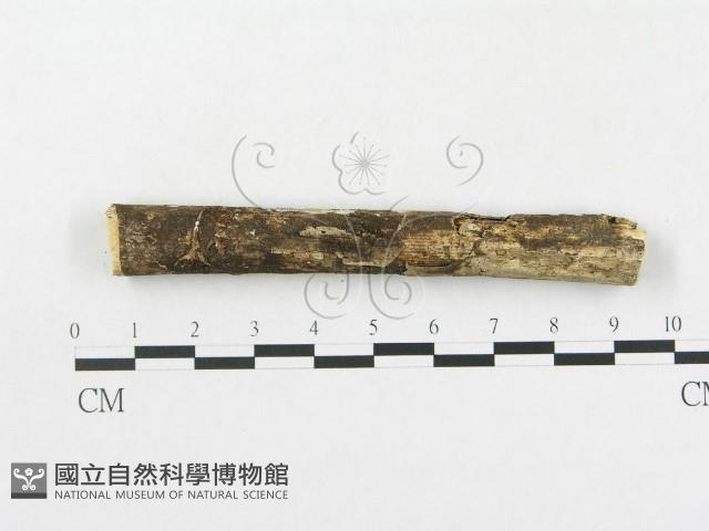 登錄號:F0005364藏品圖，第5張