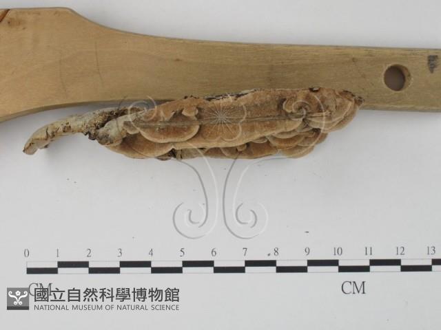 栓菌屬藏品圖，第5張