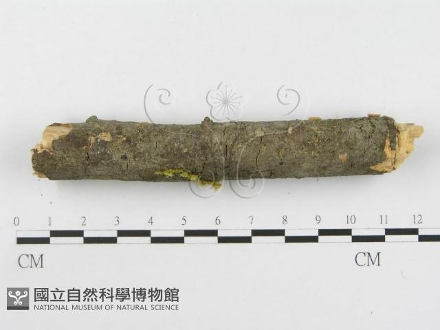登錄號:F0001824藏品圖，第5張