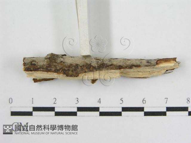 登錄號:F0012924藏品圖，第5張