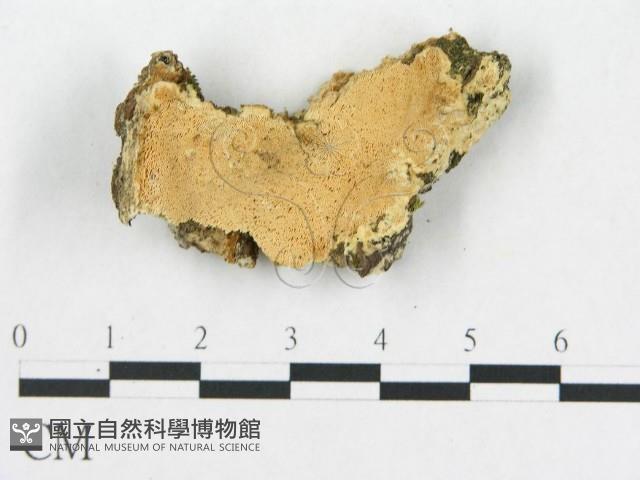 登錄號:F0019924藏品圖，第5張