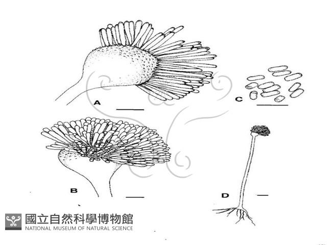 登錄號:F0020624藏品圖，第5張