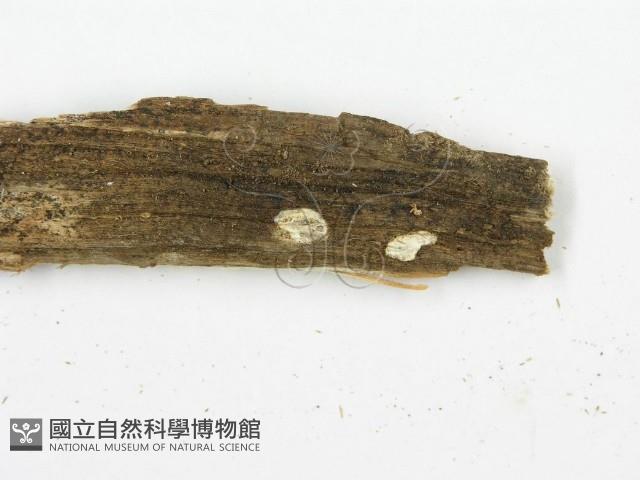 登錄號:F0003624藏品圖，第5張