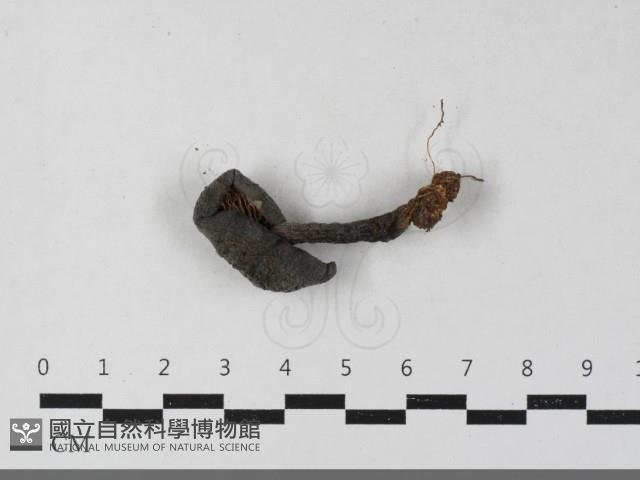 粉褶菌屬藏品圖，第5張