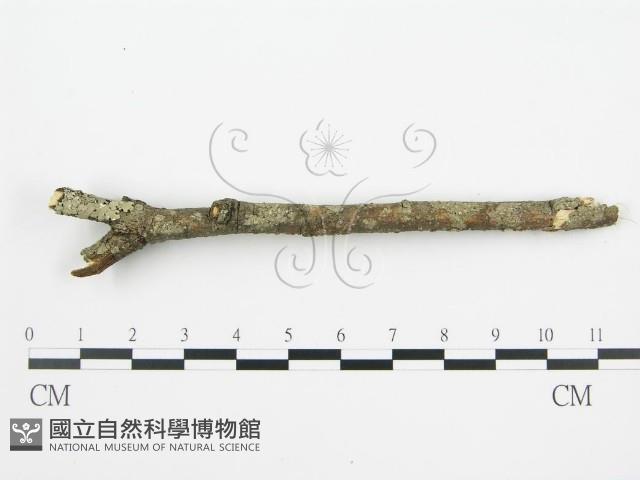 登錄號:F0002424藏品圖，第5張