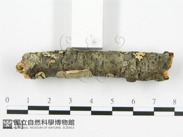 登錄號:F0010524藏品圖，第5張