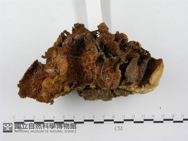 登錄號:F0003324藏品圖，第5張