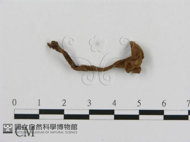登錄號:F0018804藏品圖，第5張