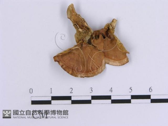 登錄號:F0015804藏品圖，第5張