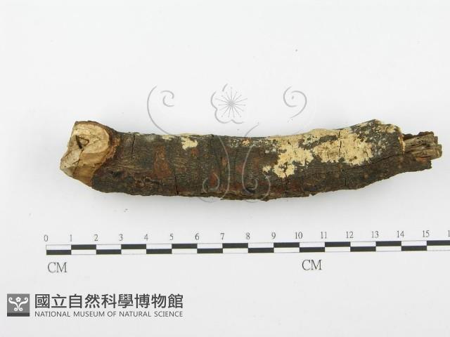 登錄號:F0001604藏品圖，第5張