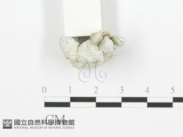 裂褶菌藏品圖，第5張