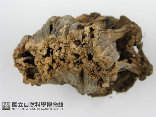 波邊革菌屬藏品圖，第5張