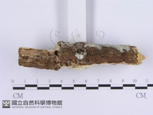 登錄號:F0020404藏品圖，第5張