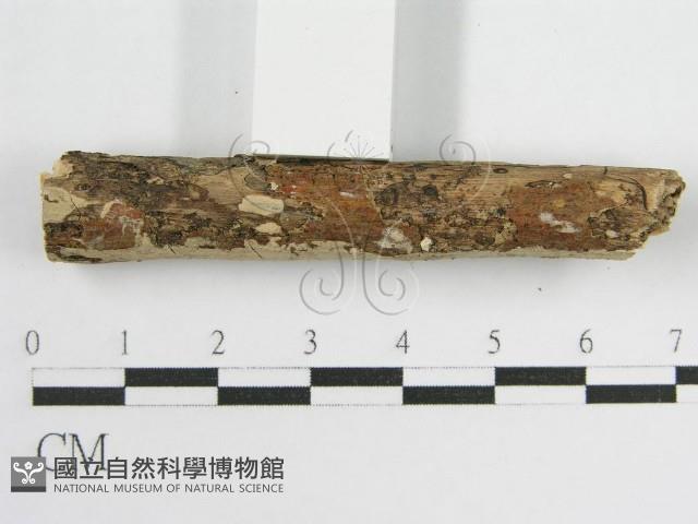 登錄號:F0010504藏品圖，第5張