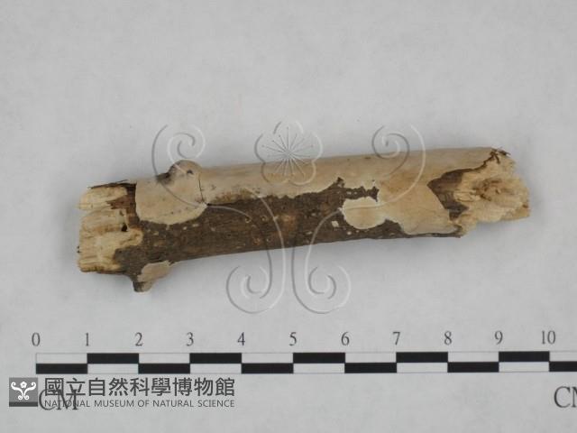 顯絲菌屬藏品圖，第5張