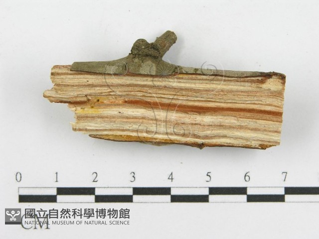 登錄號:F0003104藏品圖，第5張