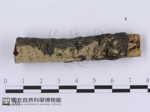 登錄號:F0004004藏品圖，第5張