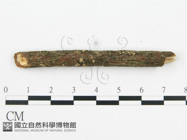 盤革菌屬藏品圖，第5張