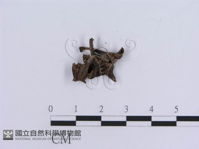 登錄號:F0018814藏品圖，第5張