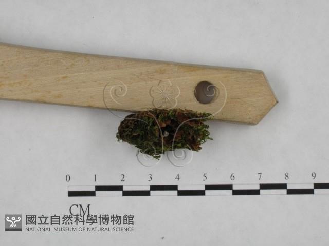 登錄號:F0024814藏品圖，第5張