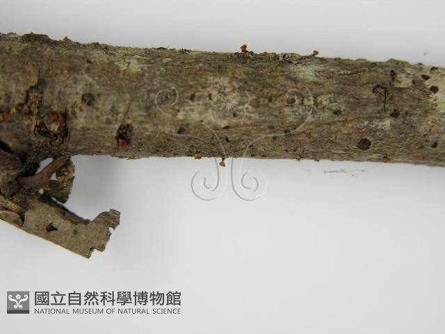 登錄號:F0013814藏品圖，第5張