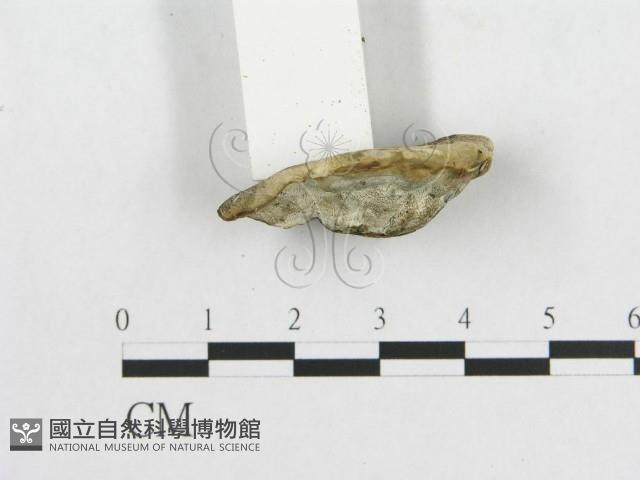 登錄號:F0019914藏品圖，第5張