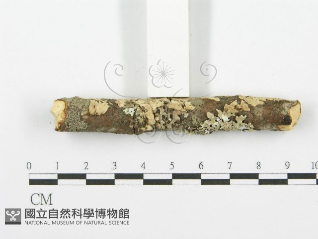 登錄號:F0001614藏品圖，第5張