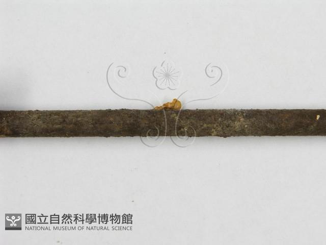 微皮傘屬藏品圖，第5張