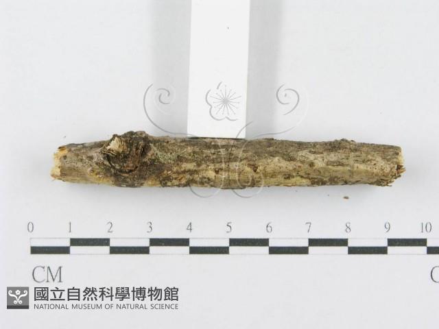 射脈菌屬藏品圖，第5張
