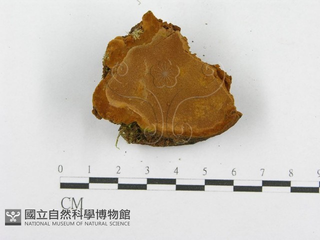 木層孔菌屬藏品圖，第5張