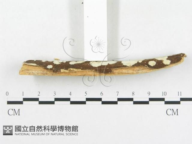 登錄號:F0004514藏品圖，第5張