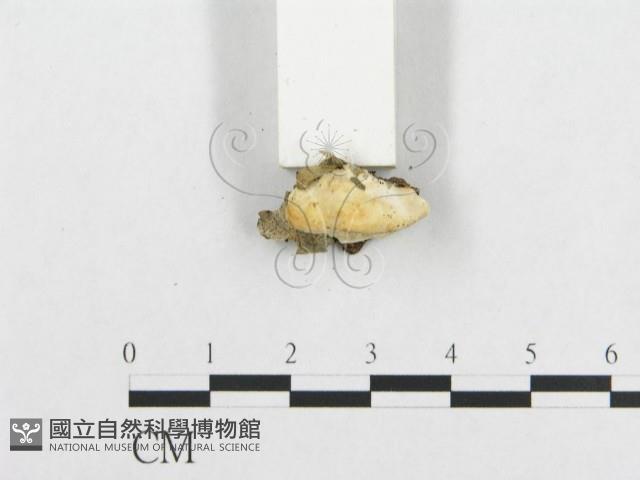 登錄號:F0017514藏品圖，第5張