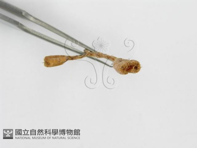 登錄號:F0001114藏品圖，第5張