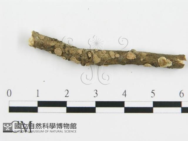 盤革菌屬藏品圖，第5張