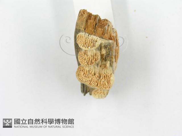 登錄號:F0006014藏品圖，第5張