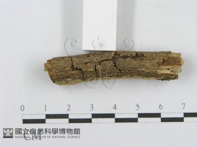 登錄號:F0014954藏品圖，第5張