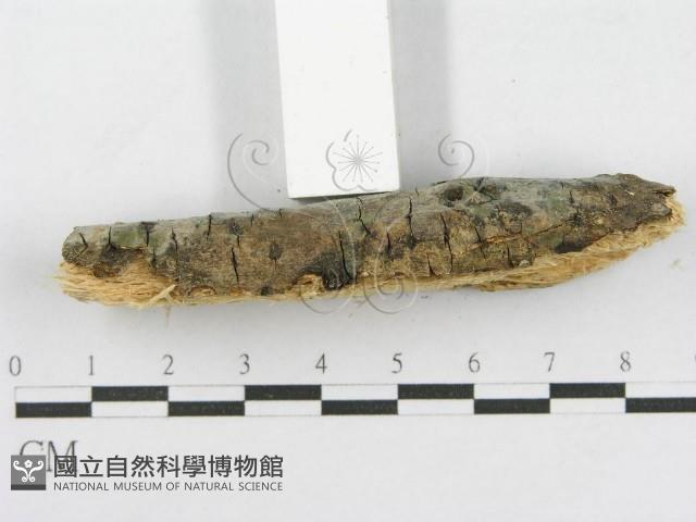 登錄號:F0003654藏品圖，第5張