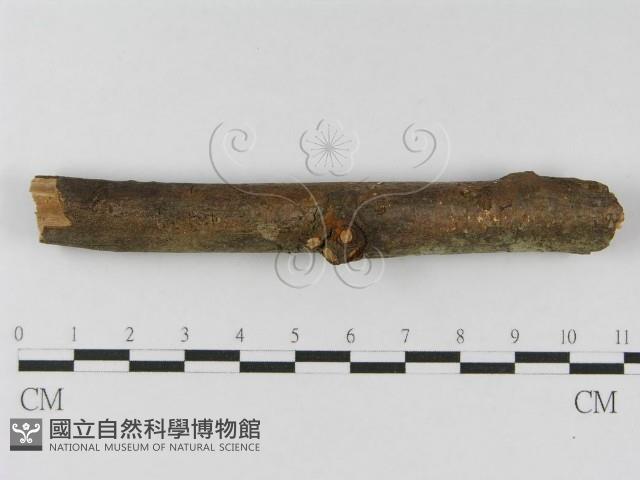 登錄號:F0010454藏品圖，第5張