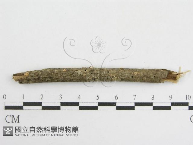 登錄號:F0007454藏品圖，第5張